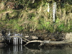 SX12280 Icicles from Ogmore River embankment.jpg